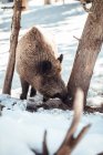 Pâturage de cochons sauvages en forêt d'hiver près des montagnes aux Angles, Pyrénées, France — Photo de stock