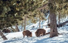 Troupeau de porcs sauvages pâturant dans la forêt d'hiver près des montagnes aux Angles, Pyrénées, France — Photo de stock