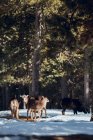 Rebaño de ovejas silvestres que pastan en el bosque invernal en un día soleado en Les Angles, Pirineos, Francia - foto de stock