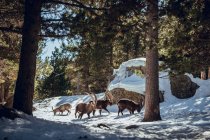 Дикие козы пасутся в зимнем лесу в солнечный день в Les Angles, Пиренеи, Франция — стоковое фото