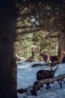 Cabras silvestres que pastan en el bosque invernal en un día soleado en Les Angles, Pirineos, Francia - foto de stock