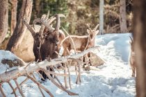 Chèvres sauvages pâturant dans la forêt d'hiver par temps ensoleillé aux Angles, Pyrénées, France — Photo de stock