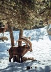 Chèvres sauvages pâturant dans la forêt d'hiver par temps ensoleillé aux Angles, Pyrénées, France — Photo de stock