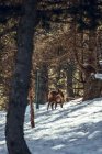 Wilde Ziegen weiden an sonnigen Tagen im Winterwald in Les Angles, Pyrenäen, Frankreich — Stockfoto