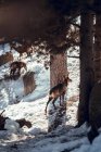 Стадо диких коз пасущихся на горе возле зимнего леса в солнечный день в Les Angles, Пиренеи, Франция — стоковое фото