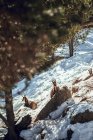 Manada de cabras salvajes que pastan en la montaña cerca del bosque invernal en un día soleado en Les Angles, Pirineos, Francia - foto de stock