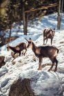 Vista laterale della mandria di capre selvatiche che pascola sulle montagne vicino alla foresta invernale nella giornata di sole a Les Angles, Pirenei, Francia — Foto stock