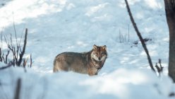 Wild wolf in winter forest near rock hill in sunny day in Les Angles, Pyrenees, France — Stock Photo
