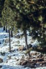 Дикий вовк у зимових лісах біля скелі в сонячний день у Ле - Анґлі (Піренеї, Франція). — стокове фото