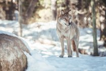 Wild wolf in winter forest near rock hill in sunny day in Les Angles, Pyrenees, France — Stock Photo