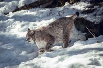 Lynx sauvage dangereux courant sur une colline de roche par temps ensoleillé aux Angles, Pyrénées, France — Photo de stock