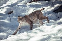 Vue latérale du lynx sauvage dangereux qui court sur une colline rocheuse par temps ensoleillé aux Angles, Pyrénées, France — Photo de stock