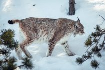Lynx sauvage dangereux courant sur une colline de roche par temps ensoleillé aux Angles, Pyrénées, France — Photo de stock