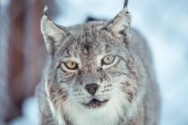 Wild dangerous lynx running on rock hill in sunny day in Les Angles, Pyrenees, France — Stock Photo