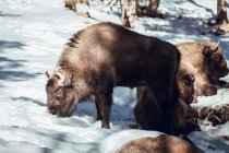 Troupeau de bisons sauvages pâturant en forêt hivernale sur une colline aux Angles, Pyrénées, France — Photo de stock