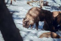 Manada de bisontes salvajes que pastan en el bosque de invierno en la colina en Les Angles, Pirineos, Francia - foto de stock