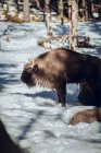 Manada de bisões silvestres pastando na floresta de inverno em Les Angles, Pirinéus, França — Fotografia de Stock