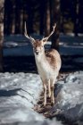 Veado selvagem em trilha na floresta de inverno em dia ensolarado em Les Angles, Pirinéus, França — Fotografia de Stock