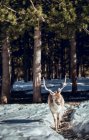 Дикий олень на тропинке в зимнем лесу в солнечный день в Les Angles, Пиренеи, Франция — стоковое фото