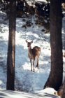 Ciervos salvajes en la nieve en el bosque de invierno en el día soleado en Les Angles, Pirineos, Francia - foto de stock