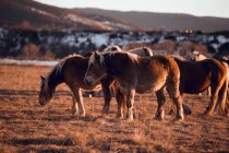 Vue latérale de beaux chevaux pâturant sur la prairie entre les montagnes au coucher du soleil à Cerdanya, France — Photo de stock