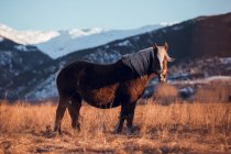 Side view of beautiful horse pasturing on meadow between mountains at sunset in Cerdanya, France — Stock Photo