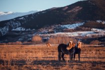 Vista lateral de belos cavalos pastando no prado entre as montanhas ao pôr do sol em Cerdanya, França — Fotografia de Stock