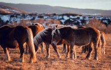 Seitliche Ansicht von schönen Pferden auf der Weide zwischen Bergen bei Sonnenuntergang in Cerdanya, Frankreich — Stockfoto
