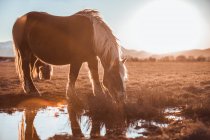 Side view of beautiful horses pasturing on meadow near water puddle between hills in sunny day in Cerdanya, France — Stock Photo