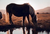 Side view of beautiful horses pasturing on meadow near water puddle between hills in sunny day in Cerdanya, France — Stock Photo
