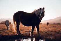 Vista laterale di bellissimi cavalli che pascolano sul prato vicino alla pozza d'acqua tra le colline nella giornata di sole a Cerdanya, Francia — Foto stock