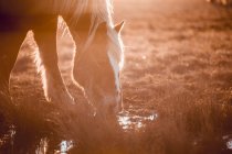 Vue latérale de beaux chevaux pâturant sur une prairie près d'une flaque d'eau entre des collines par temps ensoleillé à Cerdanya, France — Photo de stock