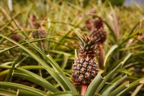 Tropical green bushes with ripening pineapples on plantation — Stock Photo