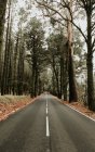 Асфальтована дорога в втручанні лісу — стокове фото