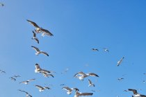 Dal basso stormo di gabbiani bianchi che volano in cielo blu senza nuvole a Essaouira, Marocco — Foto stock