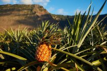 Beautiful tropical plantation of pineapples on bottom of cliffy mountains in cloudy day, Canary Islands — Stock Photo