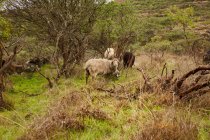 Великий стад свійських овець з малюками, що пасуться на зеленій луці в сільській місцевості (Канарські острови). — стокове фото