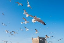 De baixo de um bando de gaivotas brancas voando no céu azul sem nuvens em Essaouira, Marrocos — Fotografia de Stock
