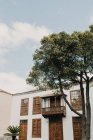Bois vert élevé poussant près de vieux bâtiments avec belle façade et ciel bleu — Photo de stock
