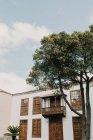 Madera verde alta creciendo cerca del antiguo edificio con hermosa fachada y cielo azul - foto de stock