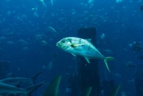 Vários peixes em aquário grande — Fotografia de Stock
