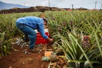 Homme travaillant sur des terres agricoles tropicales et récoltant des ananas mûrs dans des conteneurs en plastique, îles Canaries — Photo de stock