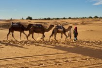 Visão traseira de camelos e pessoas que vão entre terras de areia no deserto em Marraquexe, Marrocos — Fotografia de Stock