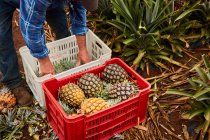 Crop man working on tropical farmland and gathering ripe pineapples in plastic containers, Canary Islands — Stock Photo
