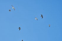 Desde abajo bandada de gaviotas blancas volando en el cielo azul sin nubes en Essaouira, Marruecos - foto de stock
