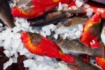From above cooling ice with fresh catch of small fish - foto de stock