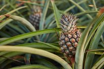 Primo piano di cespugli verdi tropicali con ananas che maturano in piantagione — Foto stock