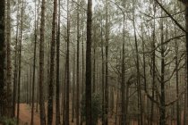 Vista alla foresta con tronchi d'albero alti ricoperti di muschio — Foto stock
