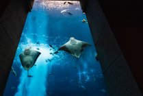 Divers poissons dans un grand aquarium — Photo de stock