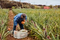 Mann arbeitet auf tropischem Ackerland und sammelt reife Ananas in Plastikbehältern, Kanarische Inseln — Stockfoto